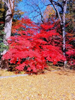 モミジとイチョウの落ち葉　観音寺 モミジ,イチョウ,落ち葉の写真素材