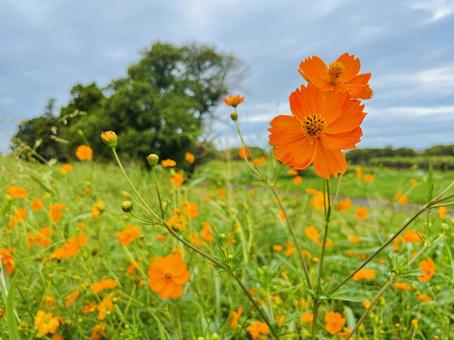 キバナコスモス コスモス,キバナコスモス,花の写真素材