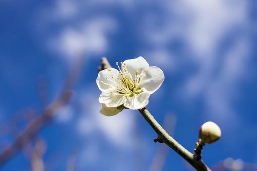 ＜春のイメージ＞青空と梅の花 梅,花,梅の花の写真素材