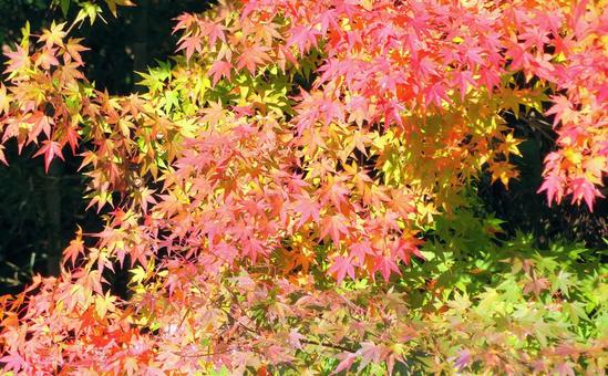 美しいもみじの紅葉 紅葉,もみじ,秋の写真素材