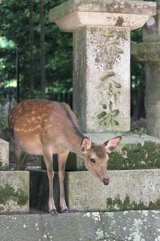 奈良公園 奈良公園の写真
