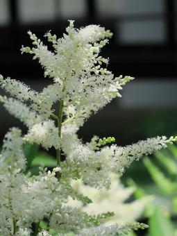 アスチルベ アスチルベ アスチルベ,白,花の写真素材