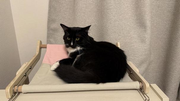 タキシード猫・靴下猫 猫,ペット,かわいいの写真素材