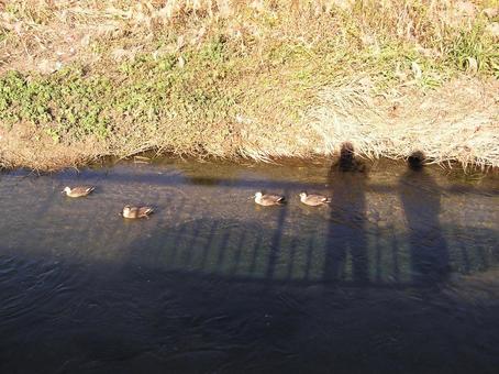 川で遊ぶカモを見つめている夫婦二人の影 鳥,カモ,夫婦の写真素材