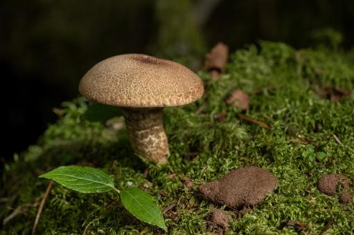 苔の上に生えるキノコ 苔の上に生えるキノコの写真
