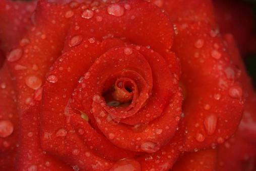 雨とバラ 雨とバラの写真