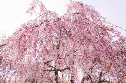 満開の枝垂れ桜 満開の枝垂れ桜の写真