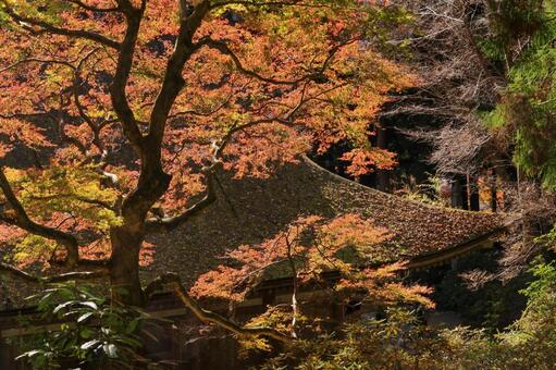 室生寺 室生寺,五重塔,国宝の写真素材