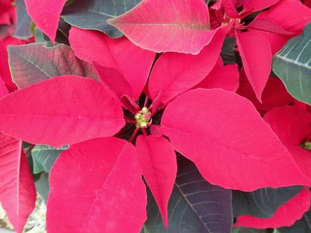 花 ポインセチア,赤,クリスマスの写真素材