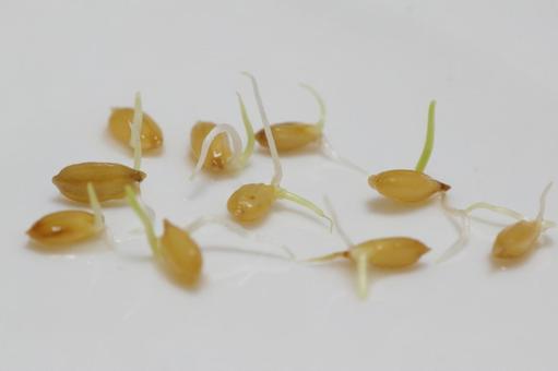 Photo, rice, germination, bud, 