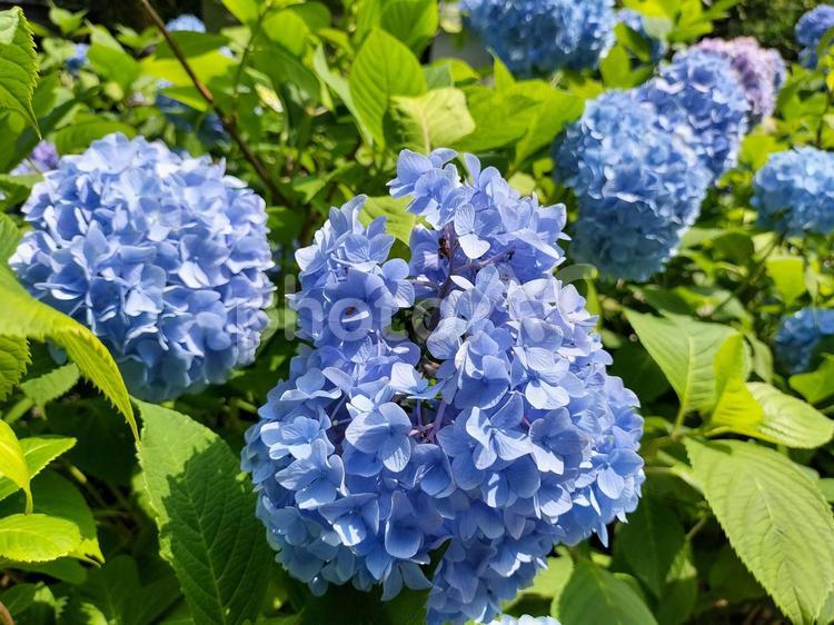 鎌倉　明月院のアジサイ　明月院ブルー 紫陽花,明月院ブルー,六月の写真素材