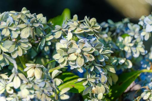 日差しに映える万華鏡紫陽花の花 日差しに映える万華鏡紫陽花の花 万華鏡紫陽花,紫陽花,花の写真素材