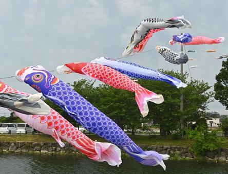 曇天を泳ぐこいのぼり 曇天を泳ぐこいのぼり こいのぼり,鯉のぼり,5月の写真素材