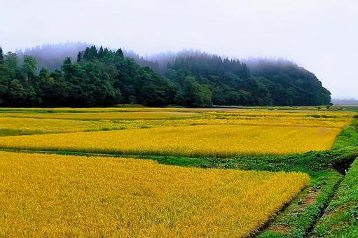 2025年9月の里山45 田んぼ,水田,稲作の写真素材