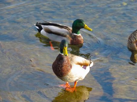 早朝の川に佇むマガモのオス 早朝の川に佇むマガモのオス マガモ,鳥,生物の写真素材