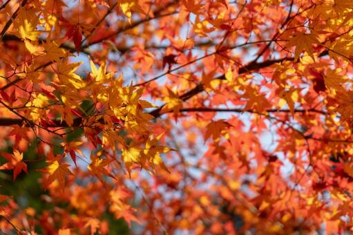 紅葉の美しさ 紅葉,秋,秋の景色の写真素材