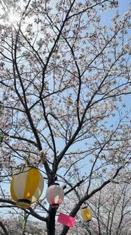 桜と提灯(縦) 桜と提灯(縦) 自然,桜,春の写真素材