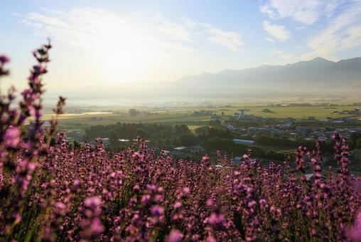 Lavender field early in the morning, JPG Lavender field early in the morning, JPG