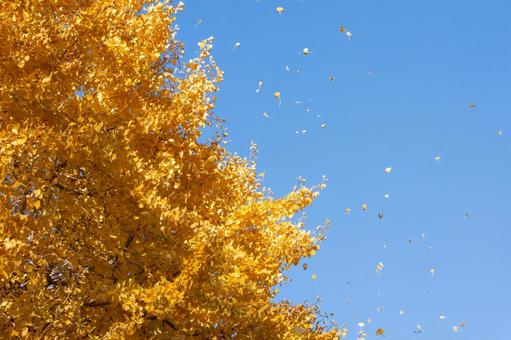 秋晴れの空とイチョウ 秋晴れ,イチョウ,青空の写真素材