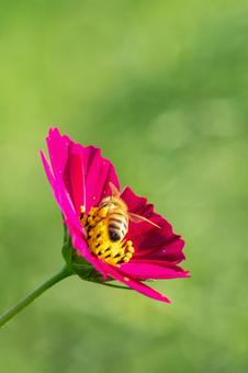 コスモスの花で蜜を集めるミツバチ コスモスの花で蜜を集めるミツバチ ミツバチ,コスモス,花の写真素材
