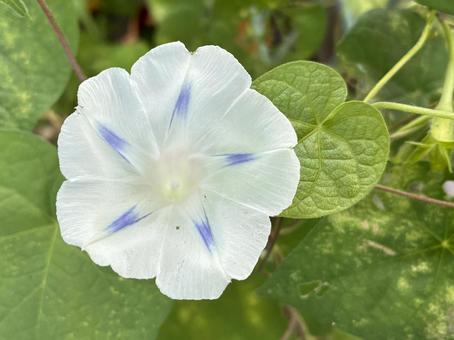 夏の顔朝顔 夏の顔朝顔の写真