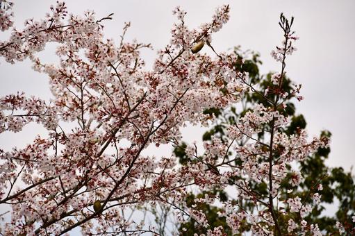 桜の木にとまる２羽のメジロ 桜,サクラ,花の写真素材