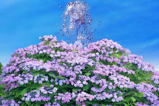 イメージ素材/紫陽花と噴水・青空 イメージ素材/紫陽花と噴水・青空 紫陽花,花,ピンク色の写真素材