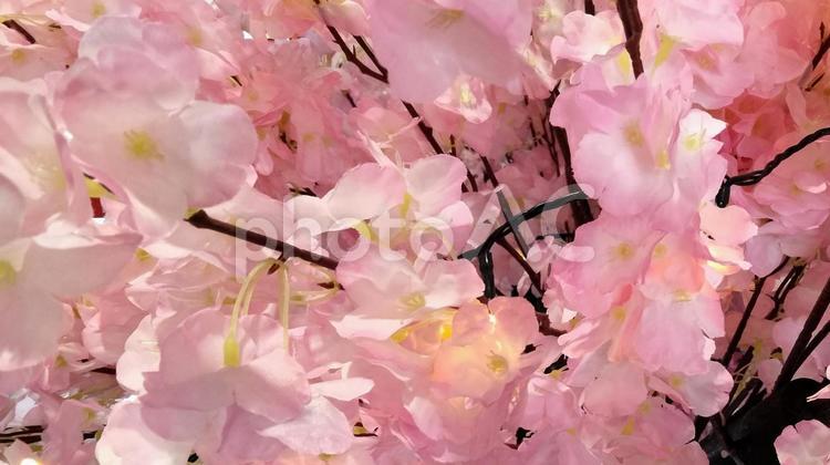 桜の造花のアップ画像 春,バックグラウンド,ピンクの写真素材