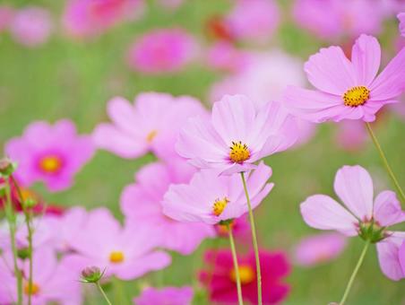 風に揺れるピンクのコスモスのアップ 風に揺れるピンクのコスモスのアップ コスモス,ピンク,花の写真素材