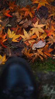 紅葉と靴 紅葉,靴,自然の写真素材