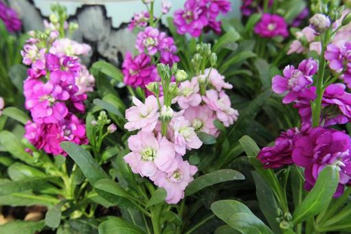 ストック Stock ストック Stockの写真