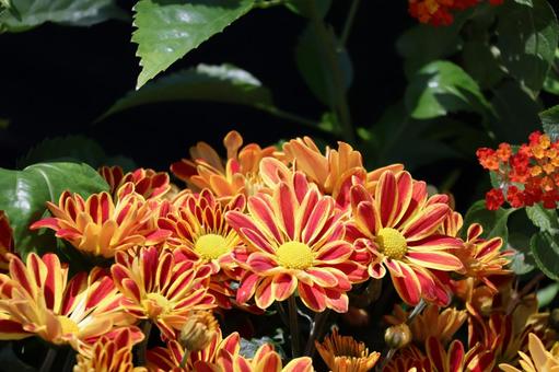 満開の菊の花の咲く風景 満開の菊の花の咲く風景の写真