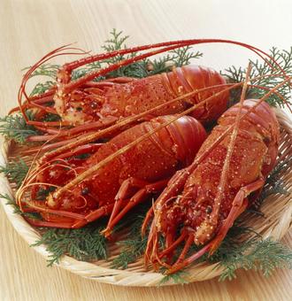ひげがしっかり残った状態のいい伊勢海老 ひげがしっかり残った状態のいい伊勢海老の写真