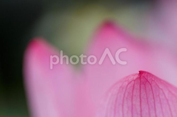 ハスの花びらにピントを合わせて 蓮,蓮の花,ハスの花の写真素材