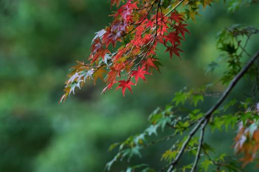 モミジ モミジ,紅葉,赤の写真素材