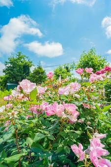 北海道 札幌のバラ園 北海道 札幌のバラ園の写真