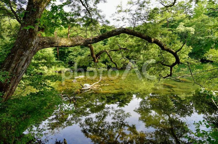 池に映る木々 木,葉,自然の写真素材