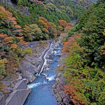 紅葉の鳩ノ巣渓谷③ 鳩ノ巣渓谷,紅葉,黄葉の写真素材