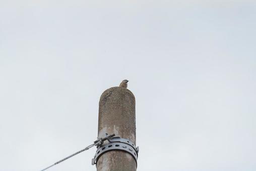 A sparrow looking around from the top of a utility pole, sparrow, birdie, wild bird, JPG