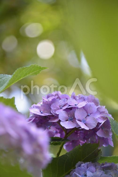 木陰の紫のアジサイ あじさい,紫陽花,紫の写真素材