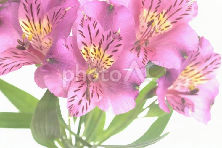 ユリに似たアルストロメリアの花 ピンク,薄ピンク,薄紫の写真素材