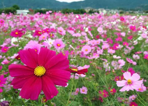 Cosmos spreading all over the place 2, JPG