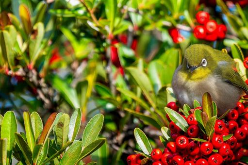 Pyracantha and Japanese white-eye copy space, JPG