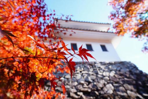郡上八幡城と赤い葉 秋,紅葉,赤の写真素材