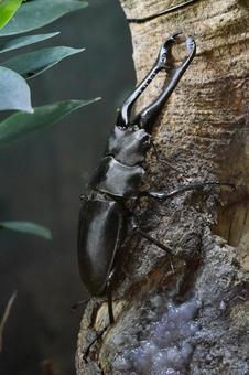 ギラファノコギリクワガタ① ギラファノコギリクワガタ,クワガタムシ,昆虫の写真素材