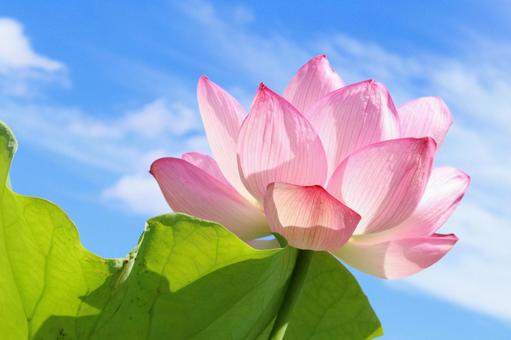 青空と綺麗な蓮の花(不忍池) 青空と綺麗な蓮の花(不忍池) 蓮,ハス,花の写真素材
