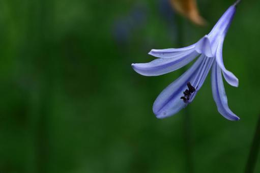 Photo, agapanthus, purple clam, murasaki kunsiran, 