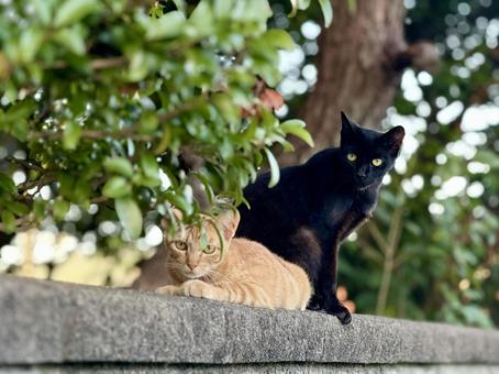 茶トラと黒猫② 茶トラと黒猫② 茶トラ,黒猫,ネコの写真素材