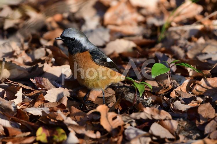目の前で縄張り主張するジョウビタキ オス 野鳥,バードウォッチング,鳥の写真素材
