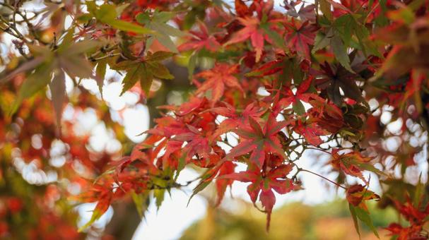 赤く染まるもみじの葉 もみじ,紅葉,葉の写真素材